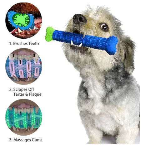 Nettoyage des dents de chien