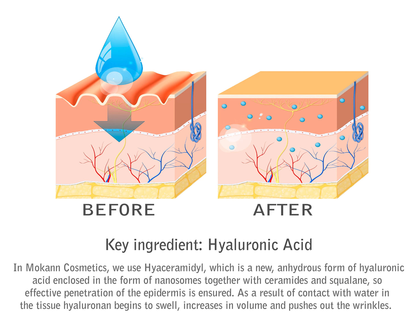 Sérum liposomique Concombre avec acide hyaluronique, céramides, vitamine E et huile de graines de concombre. Corrige et prévient les rides, hydrate et régénère